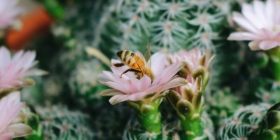 curiosità, insetti, ispirazione