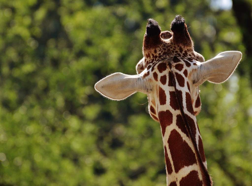 l'equilibrio della giraffa, Palomar allo zoo, Palomar e le giraffe, Italo Calvino e la disarmonia delle giraffe